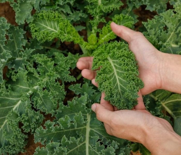 Кейлът - модерният зеленчук - grow kale 1200x667 1