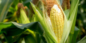 Царевицата - повече плюсове, отколкото минуси - corn field