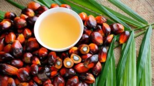 Палмовото масло - полезно или вредно? - confidence in eu trade plummets in asean as palm oil sector formally unites