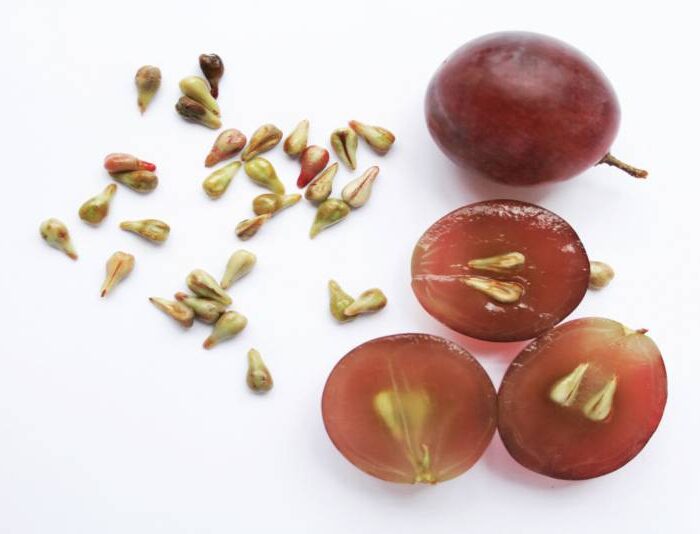 10 ползи за здравето от консумацията на гроздови семки - 2267 image