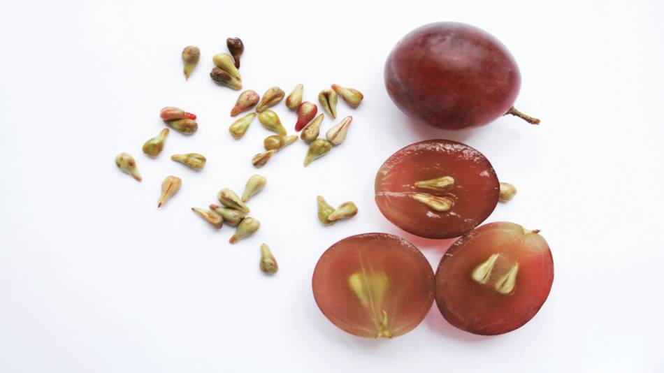 10 ползи за здравето от консумацията на гроздови семки