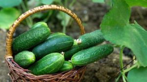 Как да се храним през лятото? - grow cucumbers 1200x667 1