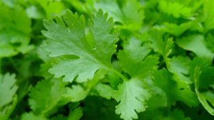 Билки и подправки - ползите за здравето от най-популярните - parsley planting growing harvesting