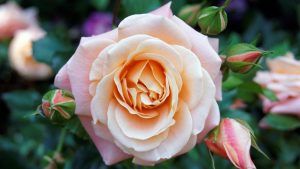 Кулинарен букет: кои възхитителни цветя се използват в готвенето - rose peach