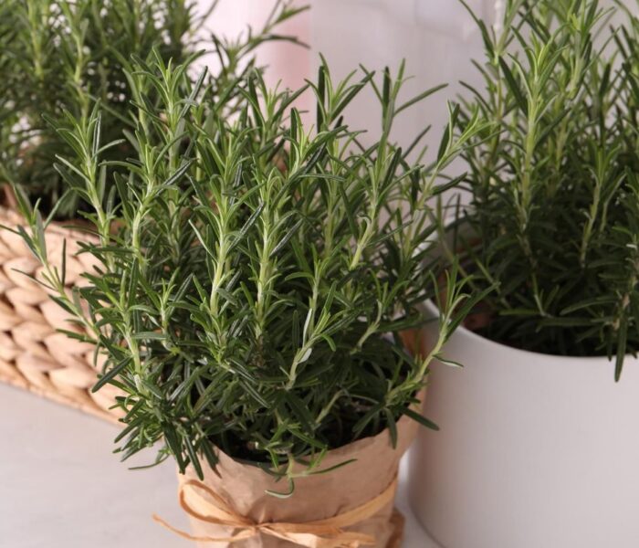 rosemary in a pot