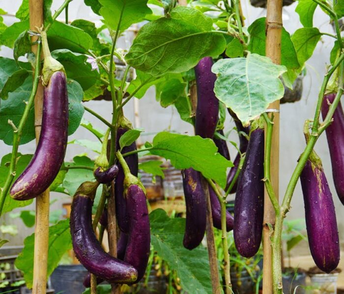 Нов сорт плодове с противотуморни съединения