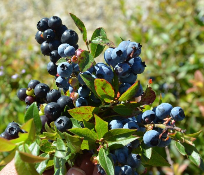 Диворастящ плод с големи ползи